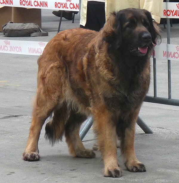 Niort 2011