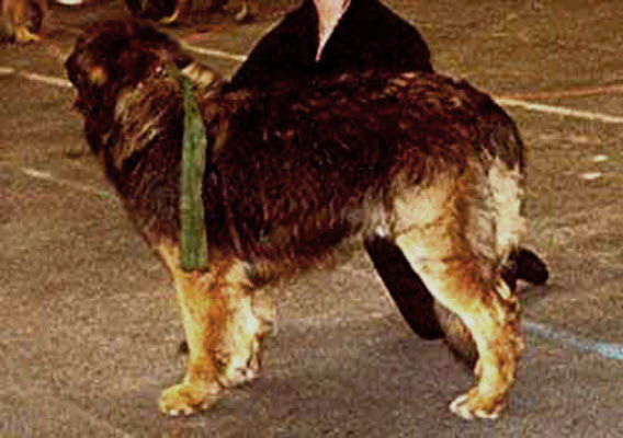 Spciale Leonberg de Caen 2004