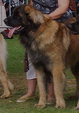 Antonin à la Régionale d'Elevage Leonberg, Bannac 2007