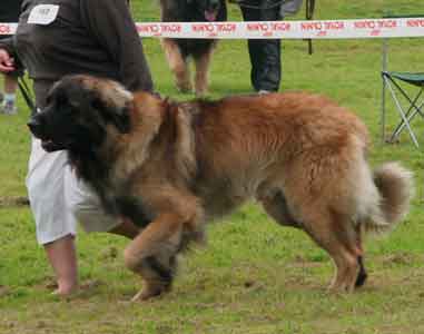 Antonin à la Nationale d'Elevage Leonberg, Romorantin 2007