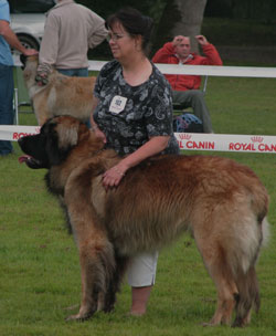 Antonin à la Nationale d'Elevage Leonberg, Romorantin 2007