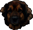 Leonberg Jourdaine des Sentes de l'Ortier