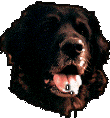 Leonberg Fantin du Clos-Montfort
