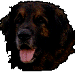 Leonberg Gamin dit Gavroche de la Petite Saunerie