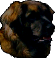 Leonberg Lucya du Bonnie Blue Flag