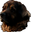 Leonberg Orwen des Neiges de Chantelouve