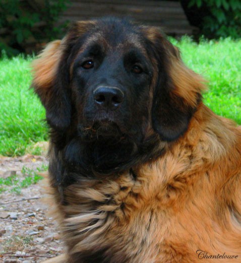 Fanny-Brumaire des Neiges de Chantelouve, maman de nos chiots leonberg Pluvise