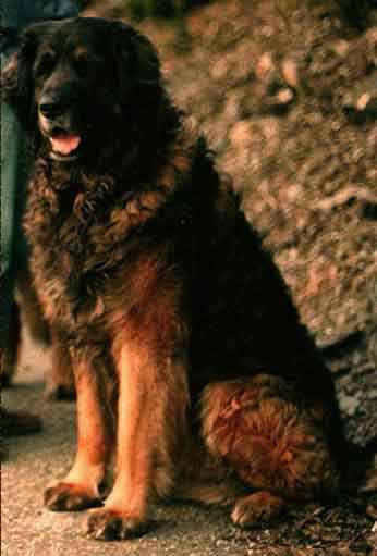 CHIB Leonberger Anouk du Clos des Jaunières