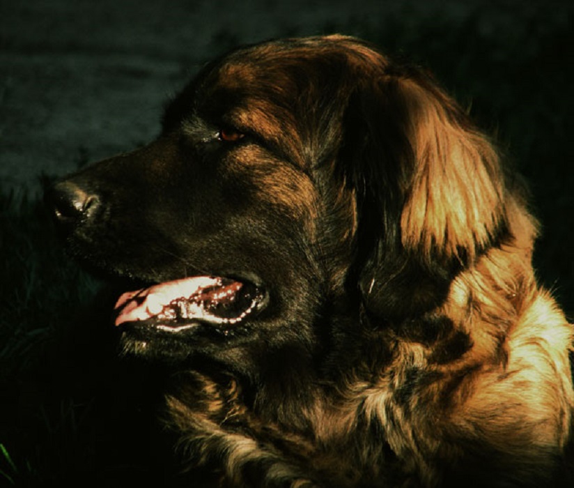 Leonberger Fantou-Vendémiaire des Neiges de Chantelouve 