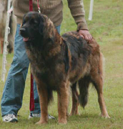 Les expositions canines d'Aglaé-Floréal, leonberg des Neiges de Chantelouve Les expositions canines d'Aglaé-Floréal, leonberg des Neiges de Chantelouve