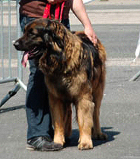 Les expositions canines d'Agla-Floral, leonberg des Neiges de Chantelouve