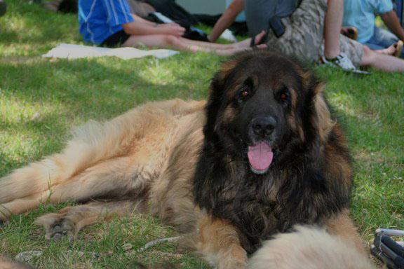 Alcor-Floral Leonberg 2ime Excellent  Auch en 2009, prs d'Atka 1er excellent et Clothilde-messidor, 1re Excellent en COF
