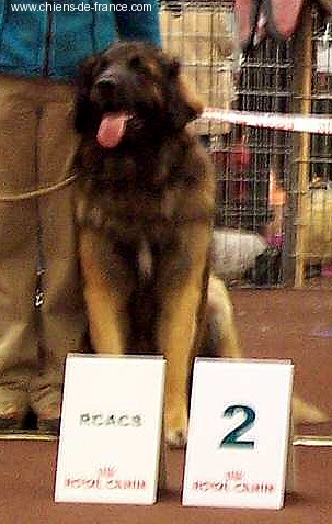 Alcor-Floréal Leonberg 2ième Excellent, RCACS-RACIB, à Toulouse en 2009 Alcor-Floréal Leonberg 2ième Excellent, RCACS-RACIB, à Toulouse en 2009