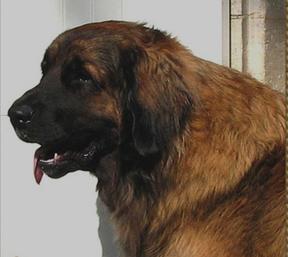 Les leonberg et la dame blanche