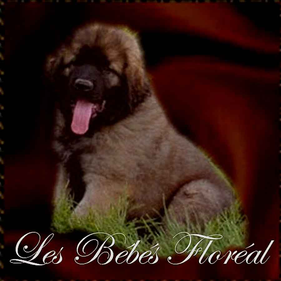 Naissance des chiots Leonberg Floréal des Neiges de Chantelouve