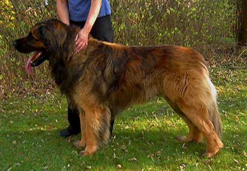 Leonberger Ansgar-Odin Lwe von Walhall