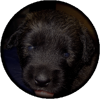 Bb azur, le futur Agnor