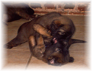 Leonberger Edmond-Prairial alias Ektor