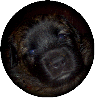 Bb cerise, la future Alinor