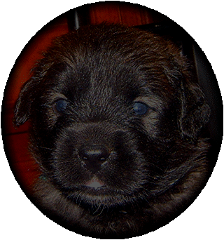 Bb meraude , la future Agla