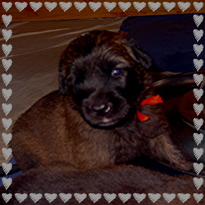 La jolie Bb cerise