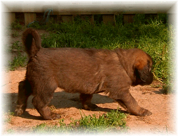 Leonberger Edmond-Prairial alias Ektor