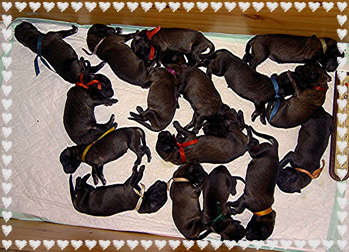 Les bbs Leonberg Floral,  J+ 1, le 12 Juin 2005