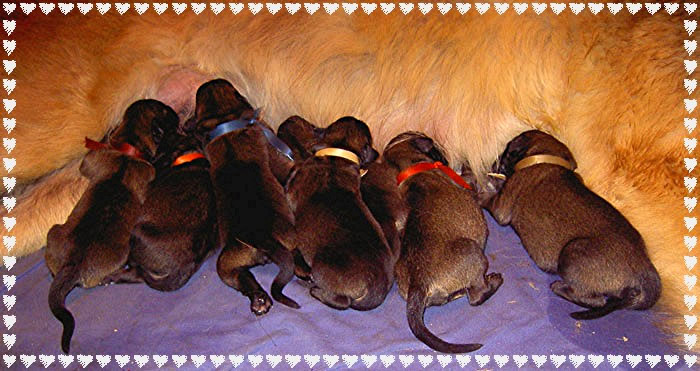 Les bbs Leonberg Floral,  J+ 1, le 12 Juin 2005