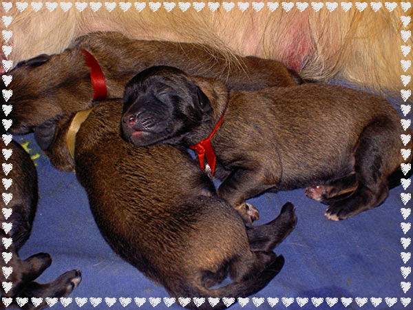 Les bbs Leonberg Floral,  J+ 1, le 12 Juin 2005