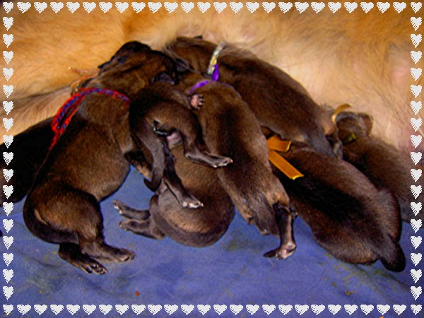 Les bbs Leonberg Floral,  J+ 1, le 12 Juin 2005