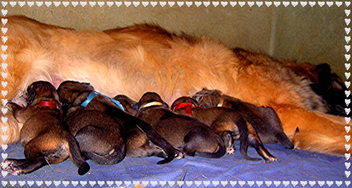 Les bbs Leonberg Floral,  J+ 1, le 12 Juin 2005