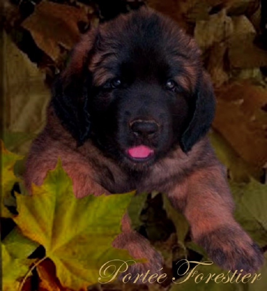 Naissance des chiots Leonberg Trolle des Neiges de Chantelouve