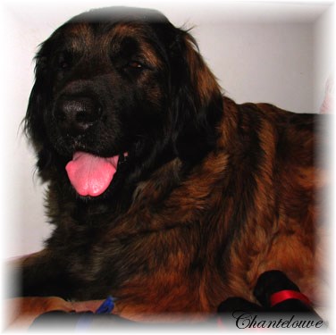 Leonberger Frimaire des Neiges de Chantelouve