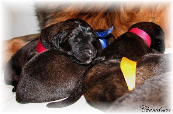 Leonberger Frimaire des Neiges de Chantelouve