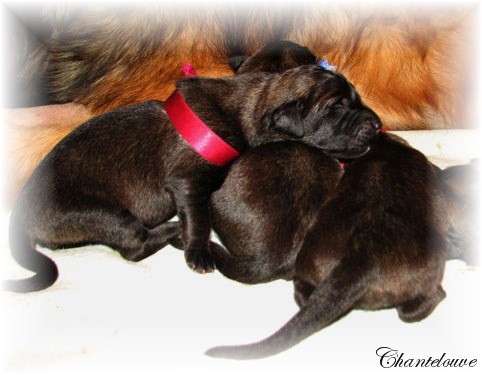 Leonberger Frimaire des Neiges de Chantelouve