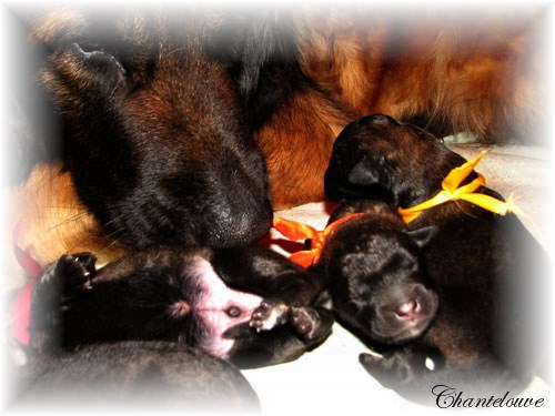 Leonberger Frimaire des Neiges de Chantelouve