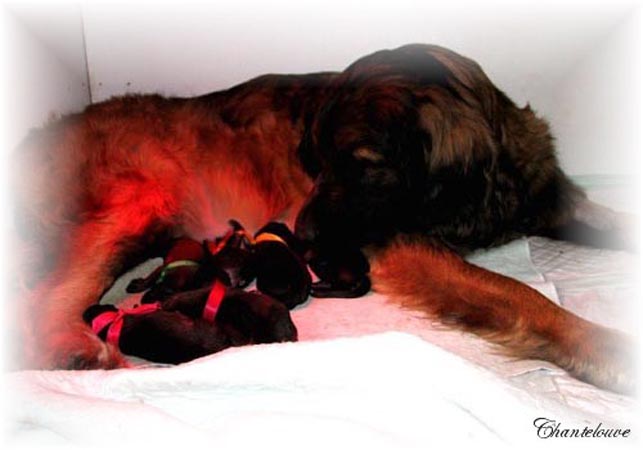 Leonberger Frimaire des Neiges de Chantelouve