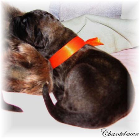 Leonberger Frimaire des Neiges de Chantelouve