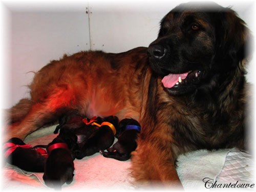 Leonberger Frimaire des Neiges de Chantelouve