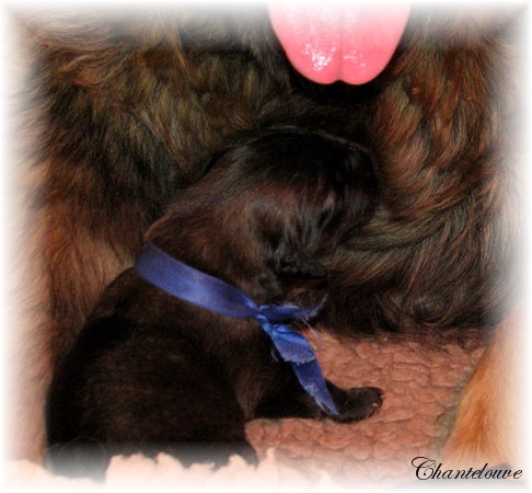 Leonberger Frimaire des Neiges de Chantelouve
