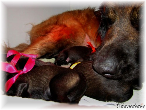 Leonberger Frimaire des Neiges de Chantelouve