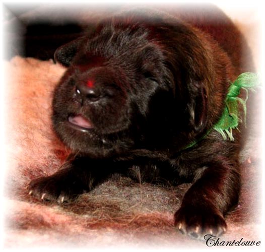 Leonberger Frimaire des Neiges de Chantelouve