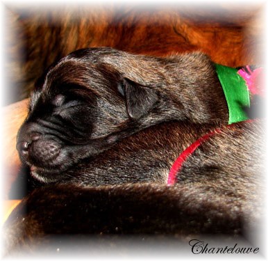 Leonberger Frimaire des Neiges de Chantelouve