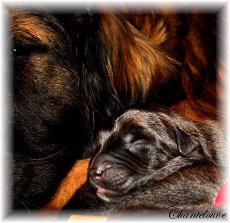 Leonberger Frimaire des Neiges de Chantelouve