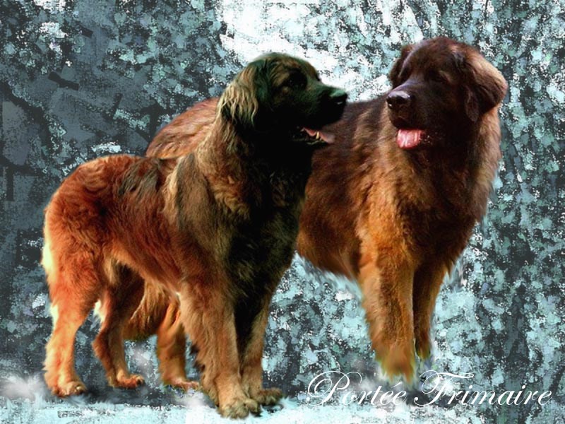 Naissance des chiots Leonberg Frimaire des Neiges de Chantelouve