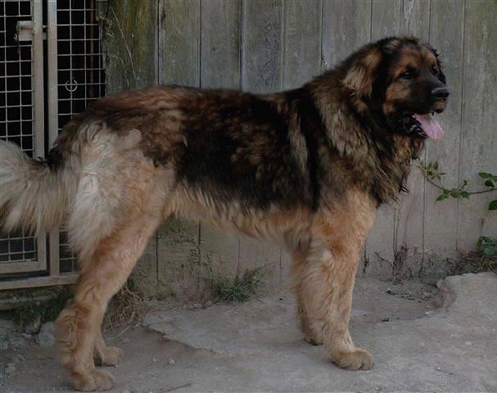 Leonberger Boniface du Bonnie Blue Flag 