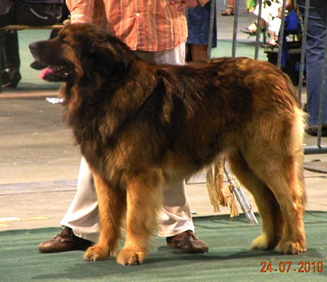 Eole Lion Dbonnaire,  papa de nos chiots leonberg Fructidor 