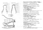 Eole a une dentition complète en ciseaux