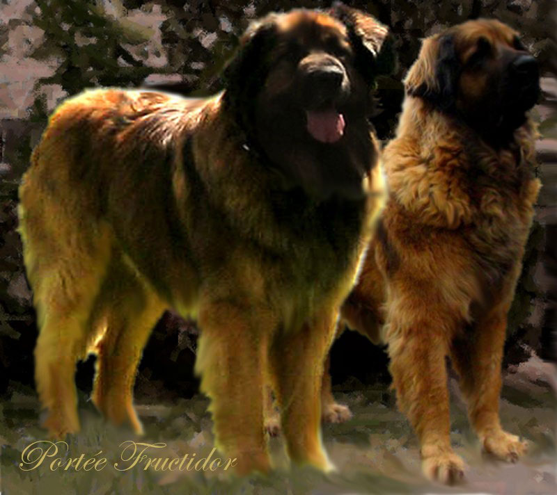 Naissance des chiots Leonberg Fructidor des Neiges de Chantelouve