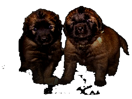 Les premiers jours des bébés leonberg Fructidor des Neiges de Chantelouve